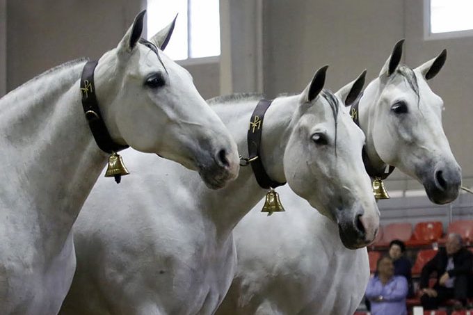 caballos pura raza española