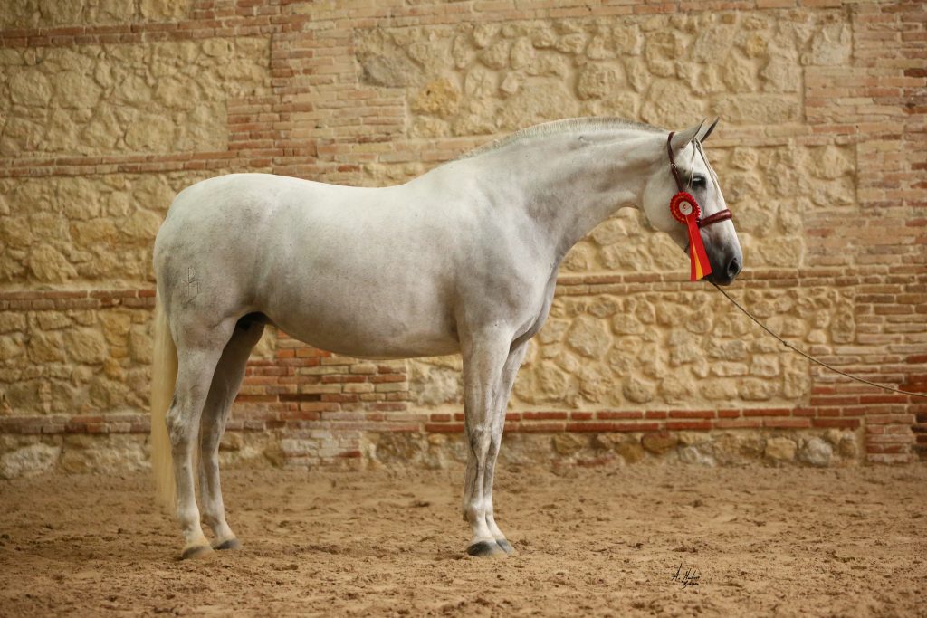 comprar caballos españoles