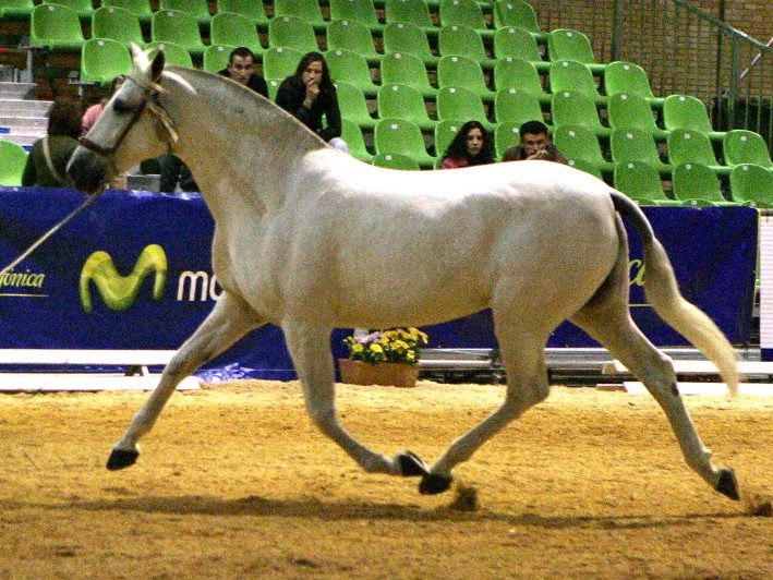 caballos pura raza española