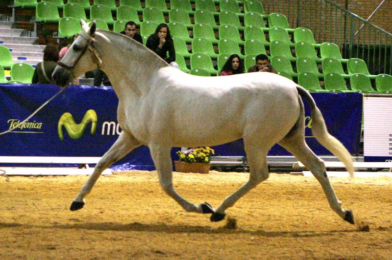 caballos pura raza española