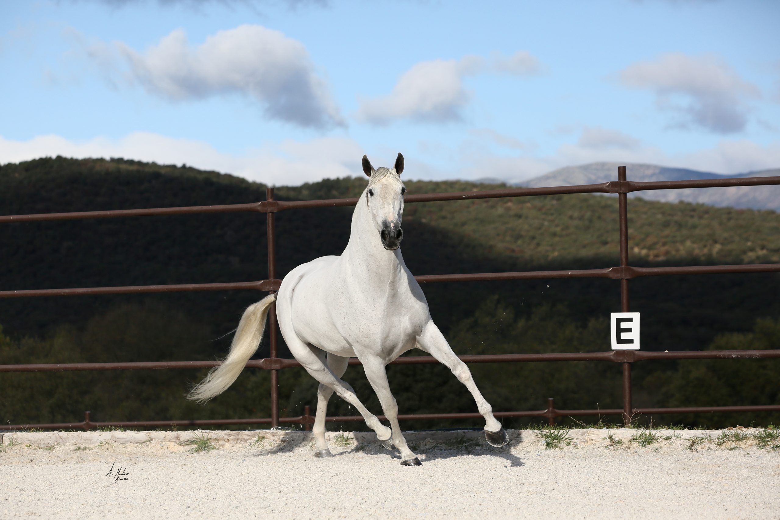 Sale of pure Spanish horses