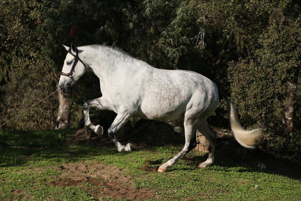 caballos pura raza española