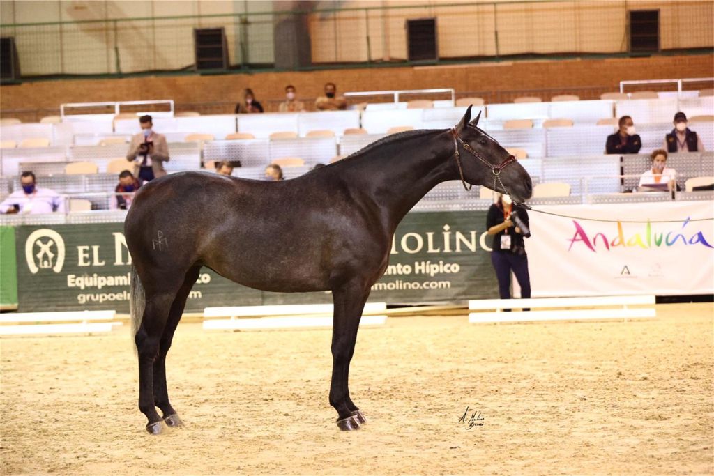sale of purebred spanish horses