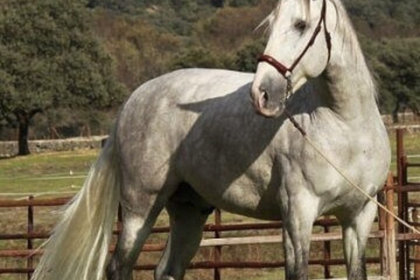 Comprar caballos españoles