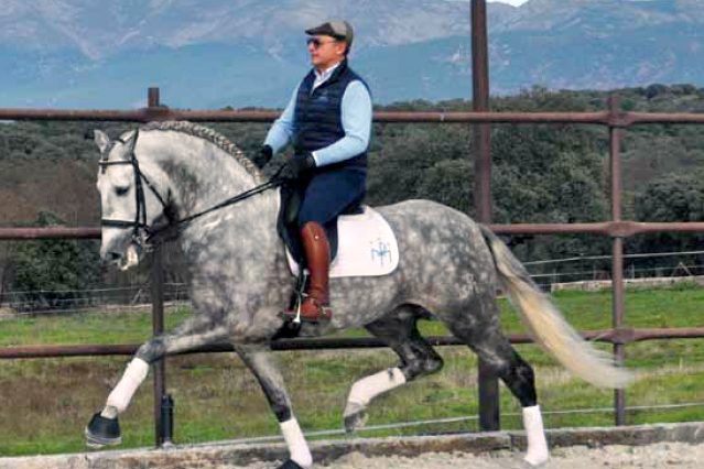 comprar caballos pura raza española